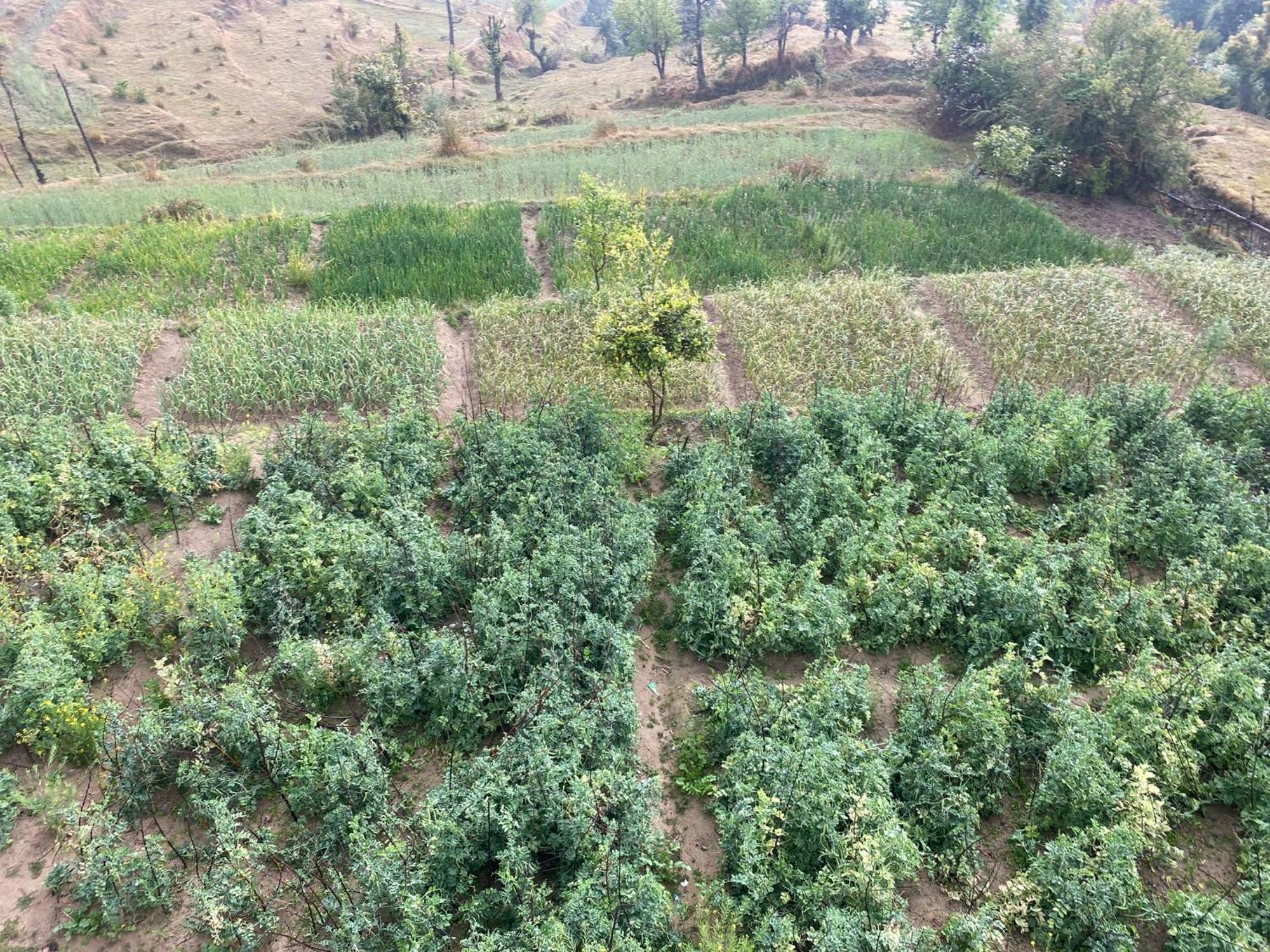 Brook Cottage Champawat Esterno foto